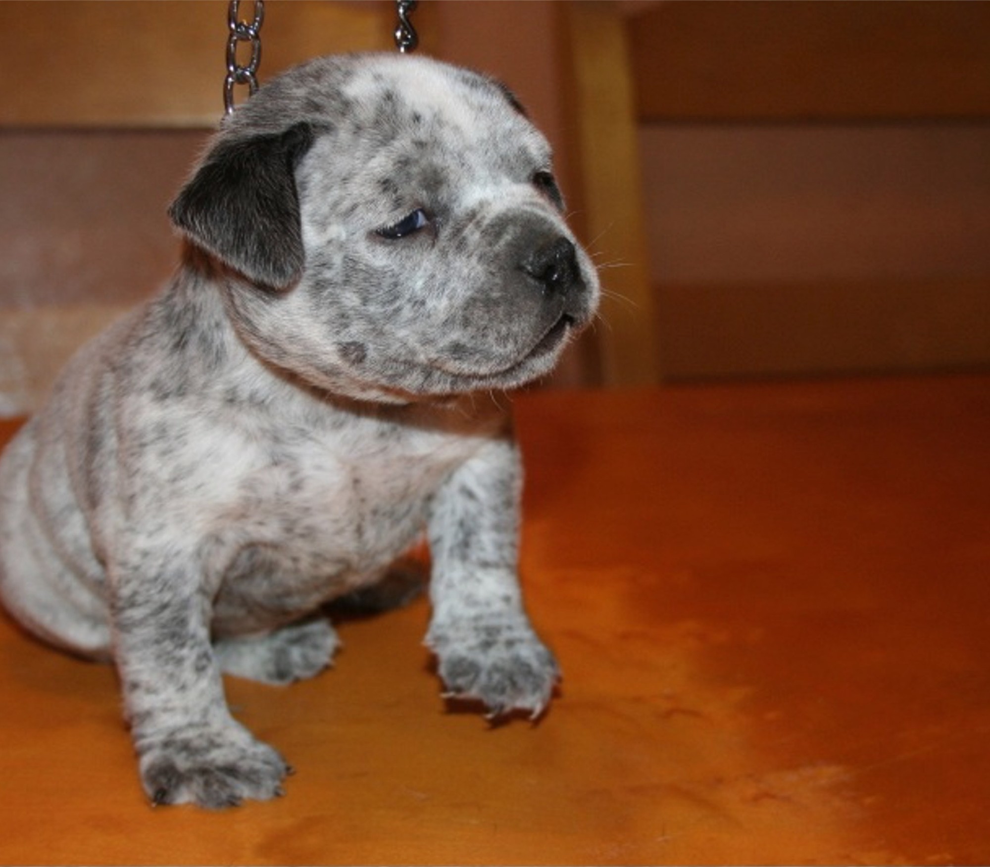 BLUE PIT BULL PUPPIES FOR SALE BLUE NOSE PITBULL PUPPIES florida